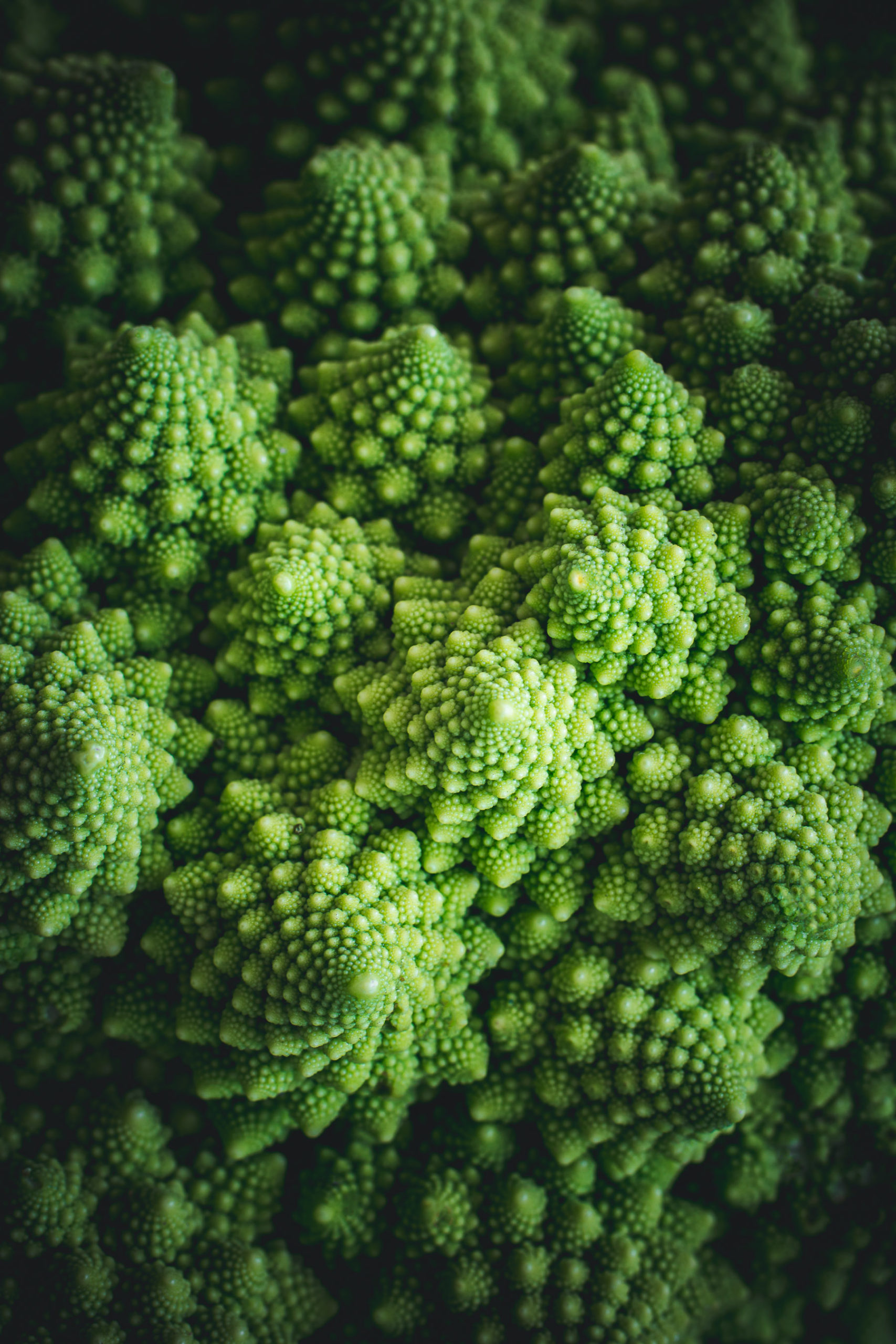 Romanesco Macro photography by Zuzana Rainet