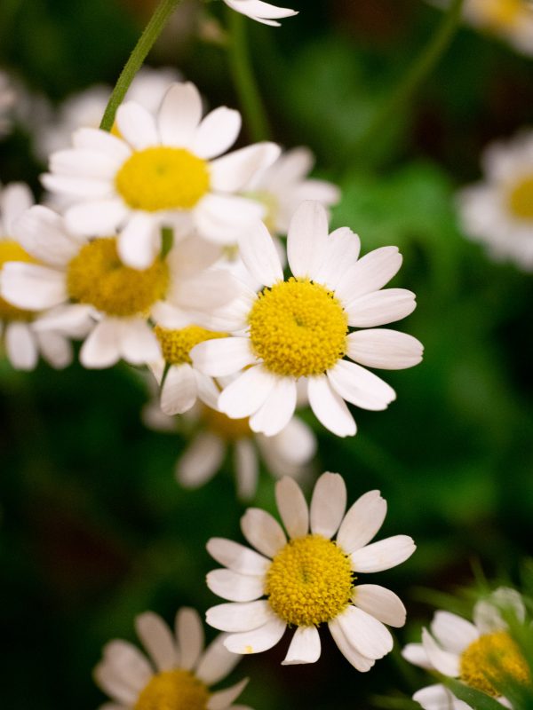 Flower photography by product photographer Zuzana Rainet from Bratislava, Slovakia